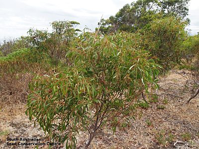Acacia pycnantha plant Kangaroo Is